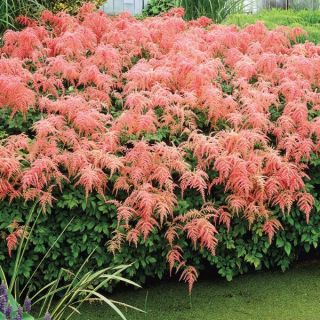 Ostrich Plume Astilbe Thumbnail